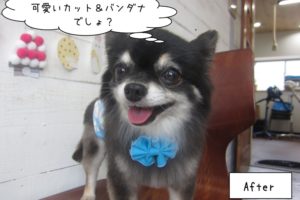 青リボンチワワちゃん