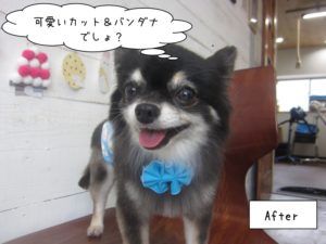 青リボンチワワちゃん