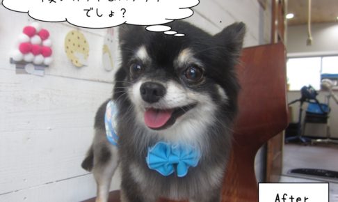 青リボンチワワちゃん