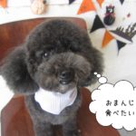 まんまるトイプードル