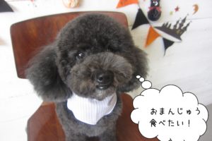 まんまるトイプードル