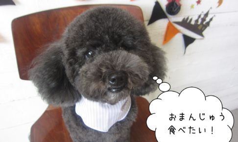 まんまるトイプードル