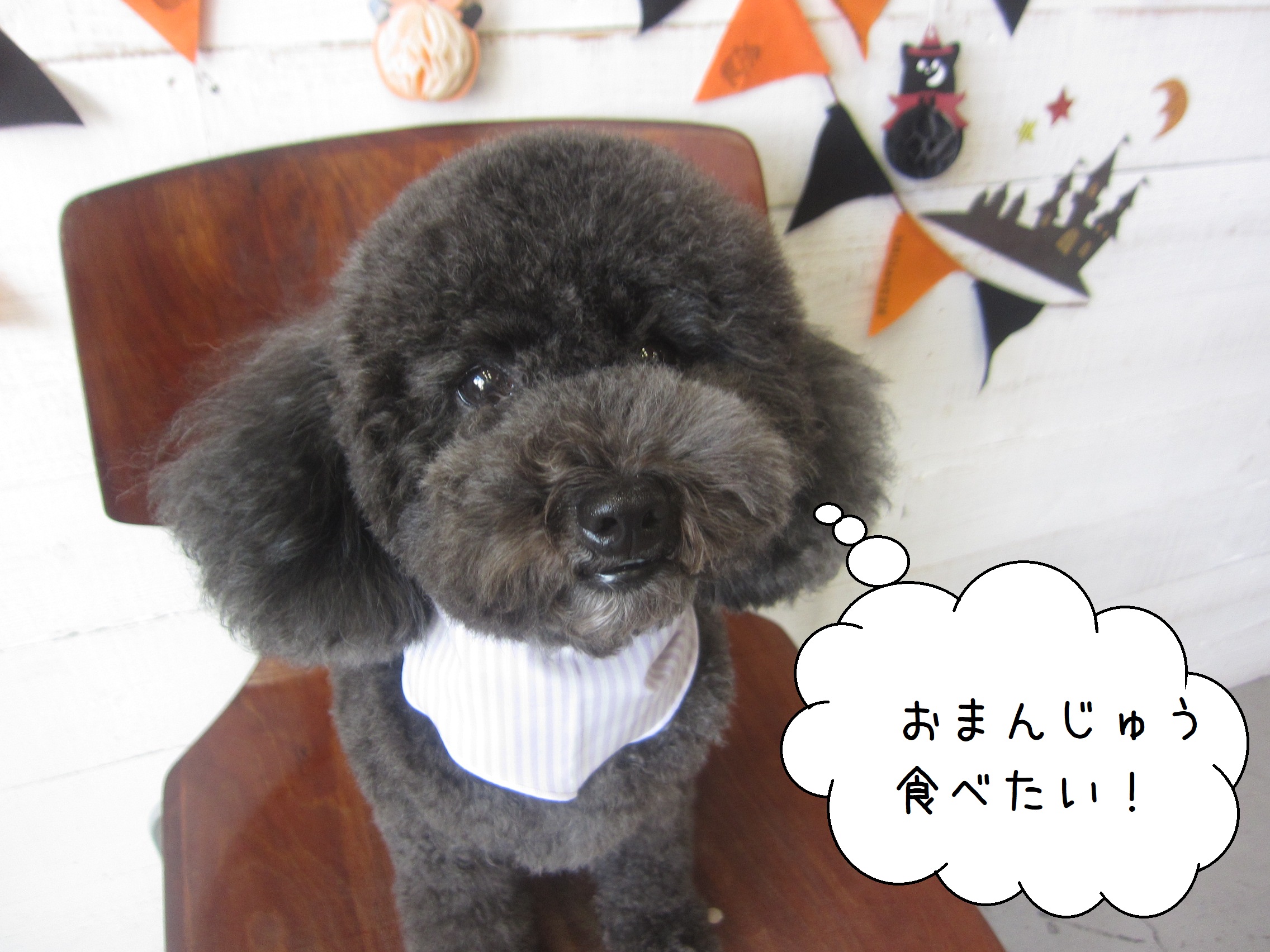 まんまるトイプードル