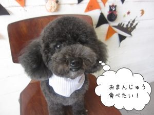 わんちゃんのおねだり写真