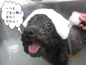 タオルのスパ中わんちゃん