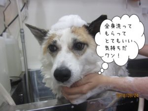 泡のわんちゃん