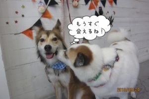 キスするわんちゃん二人