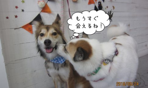 キスするわんちゃん二人