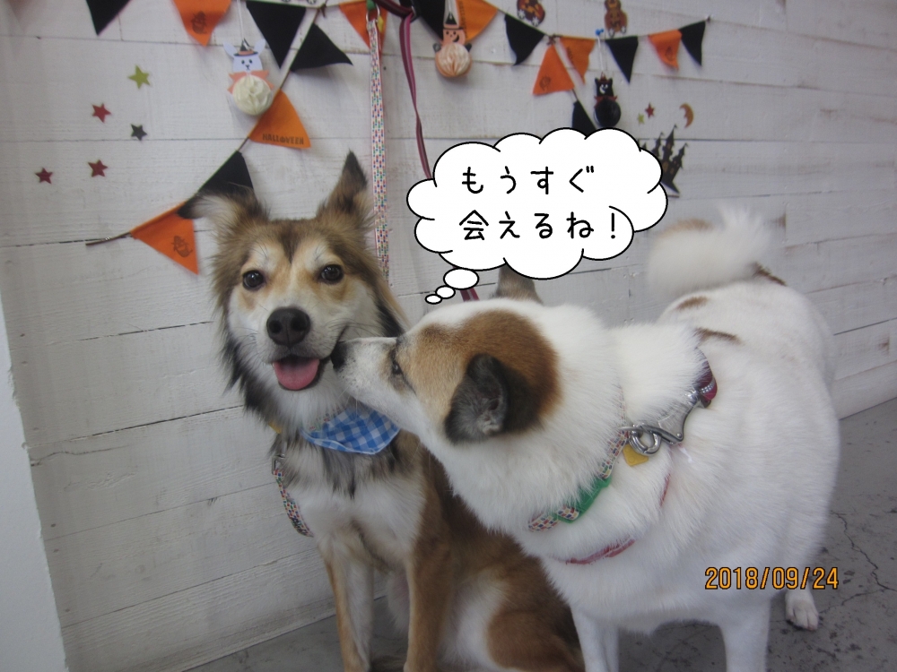 キスするわんちゃん二人