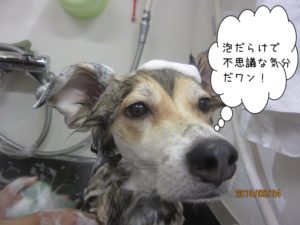 泡のわんちゃん