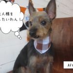 茶バンダナカット後ミックスちゃん