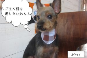 茶バンダナカット後ミックスちゃん
