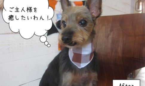 茶バンダナカット後ミックスちゃん