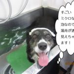 カメラ目線スパコーギー