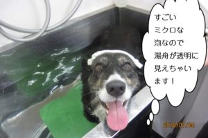 カメラ目線スパコーギー