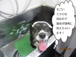 カメラ目線スパコーギー