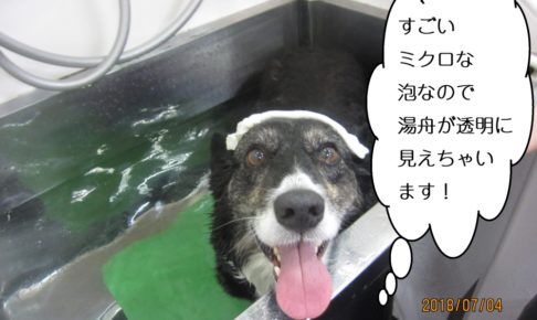 カメラ目線スパコーギー