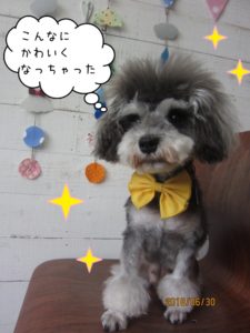 頭逆立ちミニチュアシュナウザー