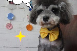 頭逆立ちミニチュアシュナウザー