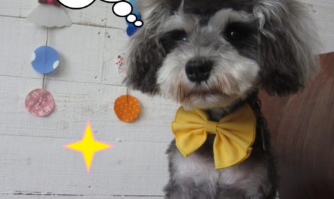 頭逆立ちミニチュアシュナウザー