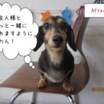 正面ミニチュアダックス