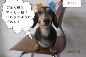 正面ミニチュアダックス