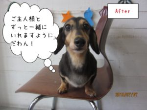 正面ミニチュアダックス