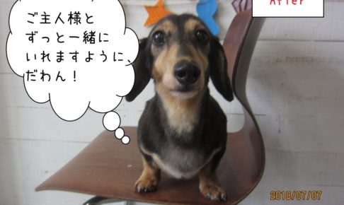 正面ミニチュアダックス