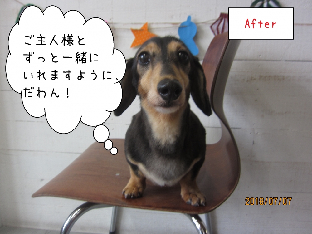 正面ミニチュアダックス