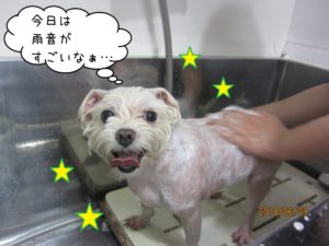 シャンプー中マルチーズ