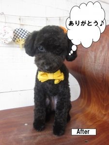 施術後黒トイプードル