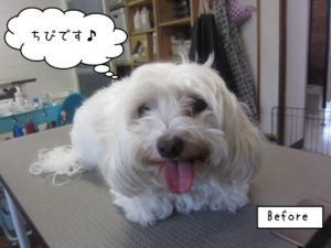 カット前マルチーズ