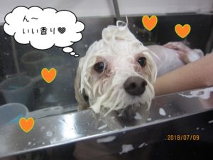 シャンプー中マルチーズ