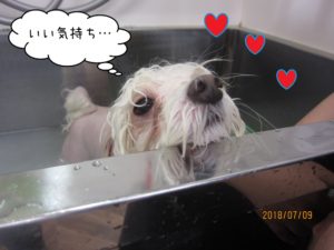 スパ中マルチーズ