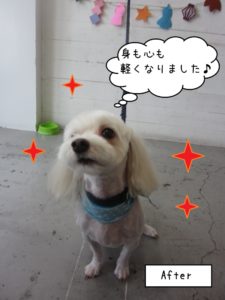 カット後マルチーズ