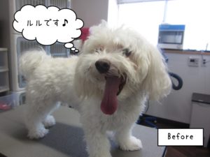 カット前マルチーズ