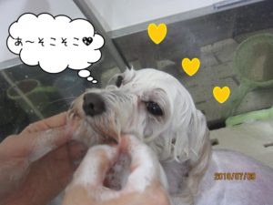 シャンプー中マルチーズ