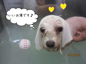 スパ中マルチーズ