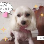 正面マルチーズ