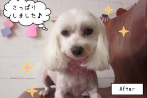 正面マルチーズ