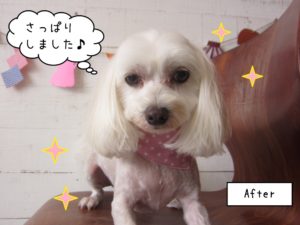 正面マルチーズ