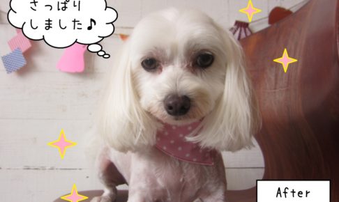 正面マルチーズ