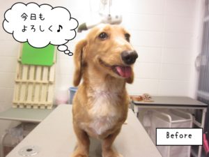 施術前ミニチュアダックス
