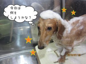 シャンプー中ミニチュアダックス