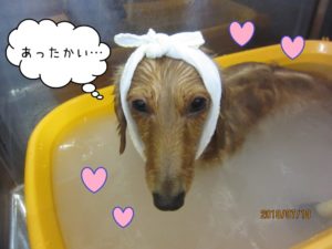 スパ中ミニチュアダックス