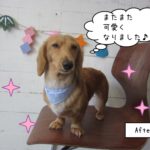 色気ミニチュアダックス