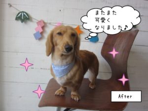 色気ミニチュアダックス