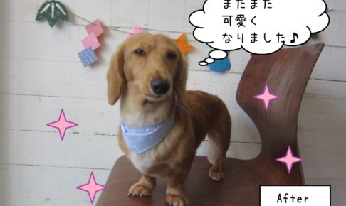 色気ミニチュアダックス