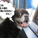 窓際笑顔ミックス犬