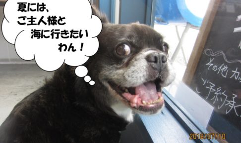 窓際笑顔ミックス犬